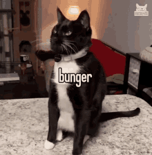 Burger Cat Funny Cat GIF