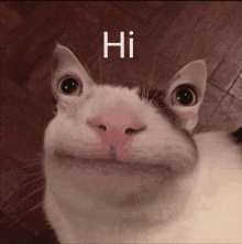Hi Hello GIF - Hi Hello Sup GIFs