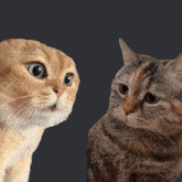 Talking Cats Meme GIF - Talking Cats Talking Cats GIFs