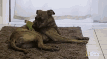 Will You Stop Trying To Eat My Fleas, Bob? I Don'T Have Any! GIF - Nat Geo Nat Geo Gi Fs Unlikely Animal Friend GIFs