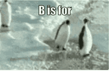 Penguins Brewered GIF - Penguins Brewered Jb GIFs