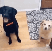 Toxiqueney Confused GIF - Toxiqueney Confused Dogs GIFs