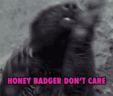 honey badger dont care