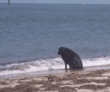 a black dog is sitting on the beach near the water