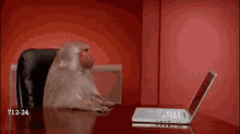 Moneky Angry GIF - Moneky Angry Done GIFs