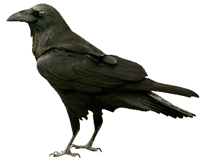 the-crow.gif