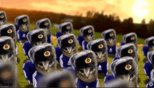 a group of cats wearing hats with the letter a on it