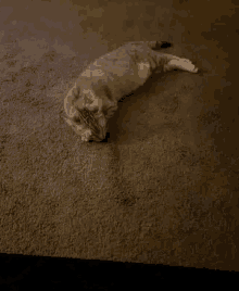 Cat Sleeping GIF - Cat Sleeping GIFs