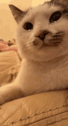 Cat Cry Crying GIF - Cat Cry Crying Cries GIFs
