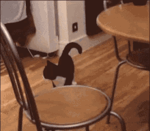 весёлая кошка прыгает танцует GIF