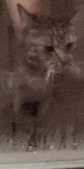 Cat Shower GIF - Cat Shower Scratch GIFs