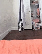 a dog wearing sunglasses is hanging from a hammock