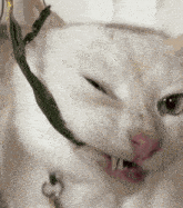 a close up of a cat 's face with a green leash around its neck