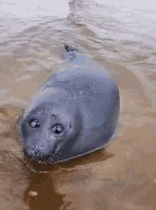 Seal Cute GIF - Seal Cute Esoteric GIFs