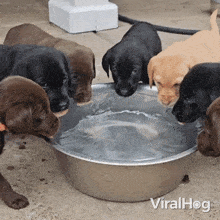 Drinking Water Labrador Puppies GIF - Drinking Water Labrador Puppies Viralhog GIFs