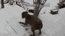 a dog is running in the snow with the words " where 'd it go !!! " above it