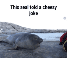 This Seal Told A Cheesy Joke - Cheesy GIF - Cheesy This Seal Told A Cheesy Joke Joke GIFs