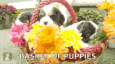 Pup Pupper GIF - Pup Pupper Basket GIFs