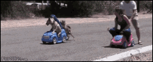 Dog Race GIF - Dog Race Car GIFs