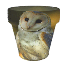 Owl Chouette Sticker - Owl Chouette Moche Stickers