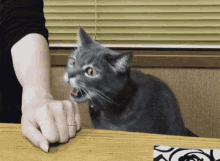 Funny Animals Good Luck GIF - Funny Animals Good Luck Pay Attention To Me GIFs