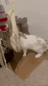 a white rabbit is standing on a wooden floor next to a water bottle