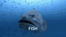 Fish GIF - Fish GIFs