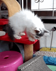 a white and black kitten is standing on a red stool