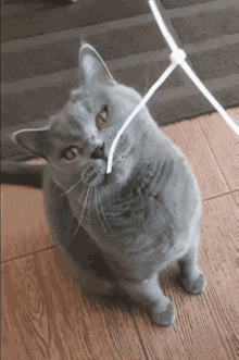 Playing With GIF - Playing With Cat GIFs