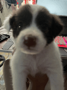 a black and white puppy is looking at the camera