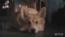 Looking At You Ein GIF - Looking At You Ein Cowboy Bebop GIFs