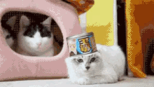 Cat Oh Hell No GIF - Cat Oh Hell No GIFs