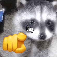 a raccoon giving a fist bump with the word gay written on its face