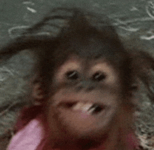 a close up of a monkey with its mouth open .