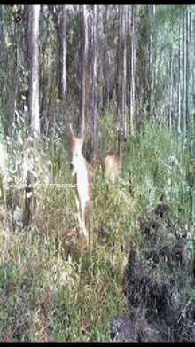 a deer is standing in the middle of a forest surrounded by trees .