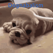 Dognabalism Homemade Dog GIF - Dognabalism Homemade Dog Cake GIFs