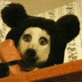 a dog is wearing a teddy bear costume and looking out of a box .
