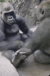 a couple of gorillas are sitting on the ground holding hands