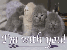 I'M With You GIF - Im With You Kittens GIFs
