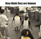 Pinguino Meme GIF - Pinguino Meme They Think They Are Human GIFs