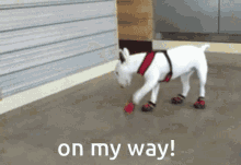 Walter Bull Terrier GIF - Walter Bull Terrier On My Way GIFs