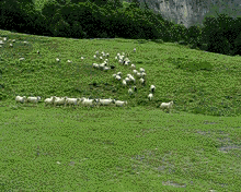 sheep run field flock herd