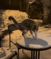 a cat is standing on top of a table in the snow