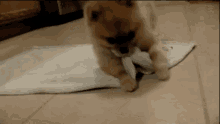 Puppy Buritto GIF - Puppy Burrito GIFs