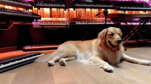 Dog Playing Piano Calvin Harris GIF - Dog Playing Piano Calvin