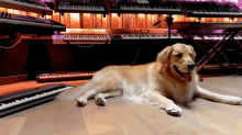 Dog Playing Piano Calvin Harris GIF - Dog Playing Piano Calvin Harris Over Now Song GIFs