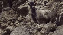 Goat Heat GIF