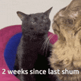 2 Weeks Since Last Shum Shum Monkey GIF - 2 Weeks Since Last Shum Shum Shum Monkey GIFs
