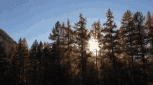Trees Mountain GIF - Trees Mountain Sun GIFs