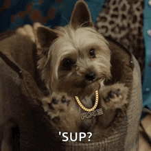 a small dog wearing a necklace that says axe is sitting in a dog bed